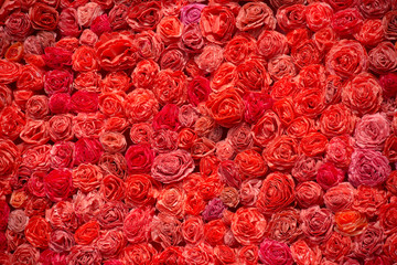 Wall Mural - Pattern of red roses as background