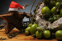 Solanum Lycopersicum طماطم トマト Tomaatti Pomidor Zwyczajny Томат มะเขือเทศ עגבנייה Լոլիկ Paradicsom Növényfaj Pomodori Verdi 