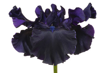 Wall Mural - iris