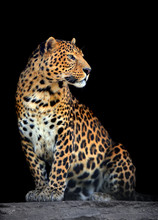 Leopard Portrait On Dark Background