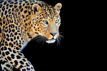 Wall Mural - leopard portrait on dark background