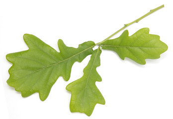 Wall Mural - young green oak leaves on a white background