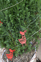 Sticker - Miniature Christmas Tree with Red Reindeer Garland