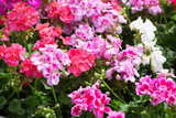 Fototapeta  - Bed with the multi-colored blossoming geranium