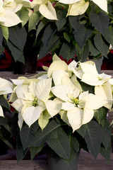 Wall Mural - Cream Christmas Poinsettia