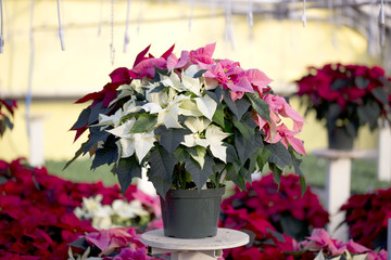 Wall Mural - Pink and Cream Christmas Poinsettia in Pot