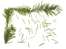Fir Branch Frame On White Background With Fir Needles