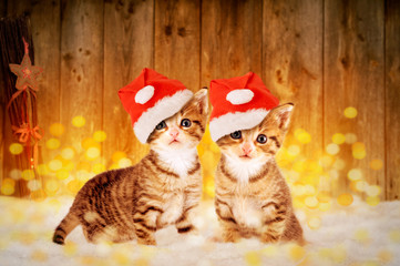 Two little kittens sitting in the snow with Christmas deco