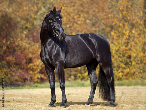 Fototapeta na wymiar black horse portrait outside with colorful autumn leaves in background