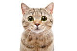 Fototapeta Koty - Portrait of a surprised cat Scottish Straight