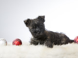 Fototapeta Psy - A tiny terrier puppy in a portrait. Image taken in a studio. Puppy has some Christmas ornaments next to it.