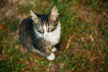 Small Cat Kitten Looking Up from Green Spring Grass