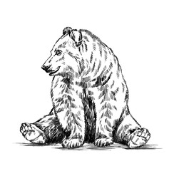 Wall Mural - black and white engrave isolated vector bear