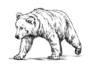 Wall Mural - black and white engrave isolated vector bear