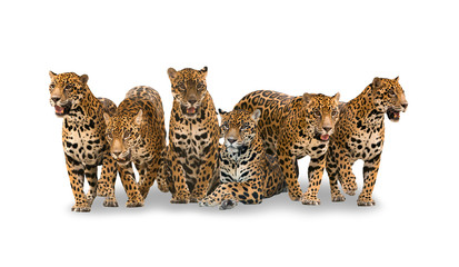 Sticker - group of jaguar