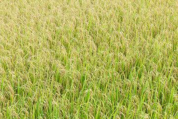 Wall Mural - Close up top view rice fields