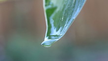 Water Gathers On The Tip Of A Leaf And Drips Off.