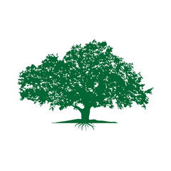 Oak Tree with Roots