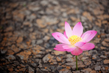Lotus Flower In Dry Land