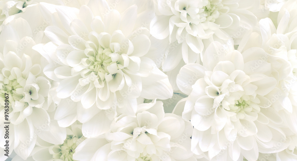 White chrysanthemum flowers.High key soft images.. - obrazy, fototapety, plakaty 