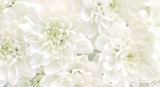 White chrysanthemum flowers.High key soft images..