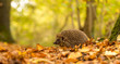 A young cute hedgehog walking through the forest on an autumn day