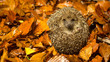 A young cute hedgehog curled up in autumn leaves