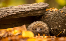 A Small Cute Hedgehog Walking Through The Woodland Looking For Food