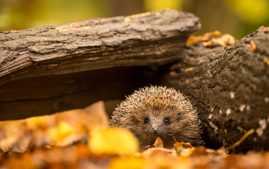 a small cute hedgehog walking through the woodland looking for food