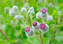 Flowering Great Burdock (Arctium Lappa), Selective Focus