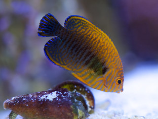 Wall Mural - potter's angelfish, centropyge potteri