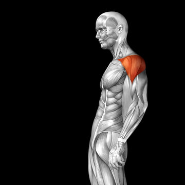 Conceptual 3D anatomy muscle isolated
