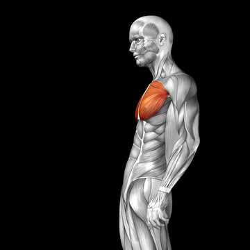 Conceptual 3D anatomy muscle isolated