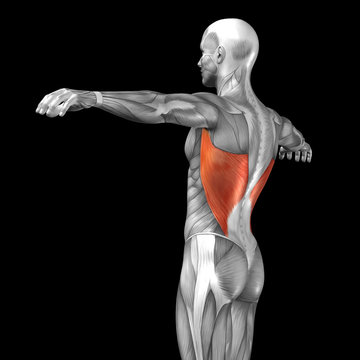 Conceptual 3D anatomy muscle isolated