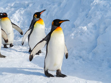 Emperor Penguin Walk On Snow