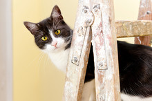 Cat On A Wooden Painting Ladder