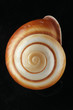 Sea shell isolated on black background