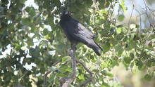 A Crow Vocalizes While Perched In A Tree.