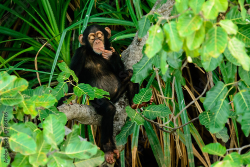 Zdjęcie XXL Obraz szympansa, najwyraźniej zagubionego w myślach.