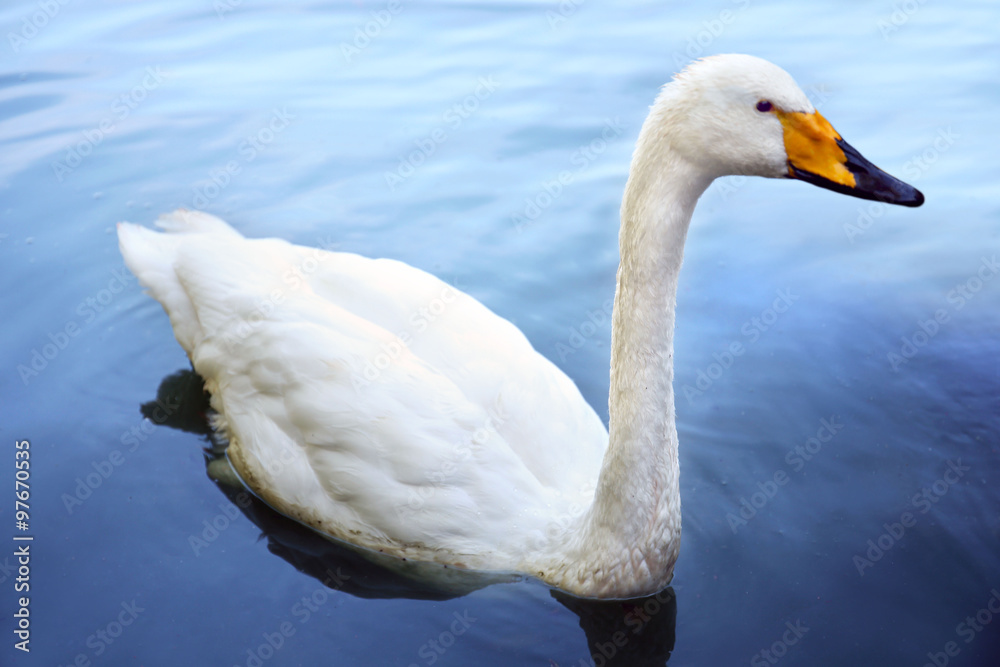 One white swan on the pond