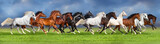 Fototapeta Konie -  Herd of horses on summer pasture, banner for website