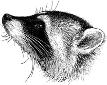 Head Of A Raccoon