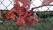 Ramo con foglie intrecciato alla rete