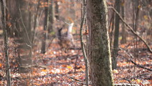 Deer Is Spooked During Hunting Season And Runs Away - White Bushy Tail.