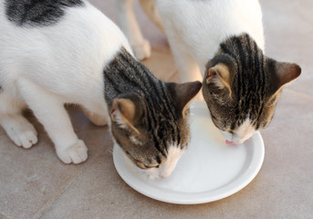 Two cats drinking milk from bowl.