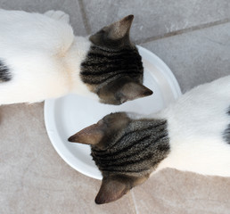 Wall Mural - Cats drinking milk from bowl. View from above.