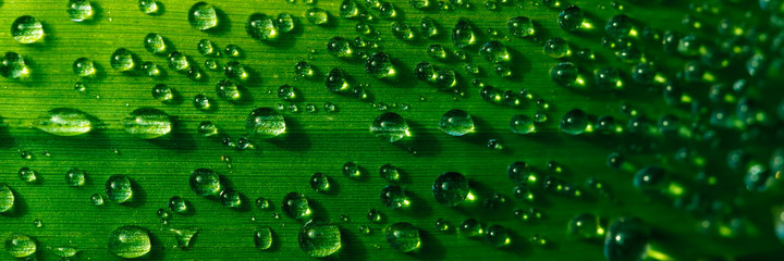 Water droplets on grass