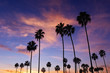 Palm Trees in Sunset at Corona Del Mar Beach, California.