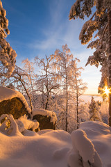 Canvas Print - Snowy trees in winter forest