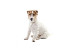 Young Dog Jack Russell Terrier On The White Background